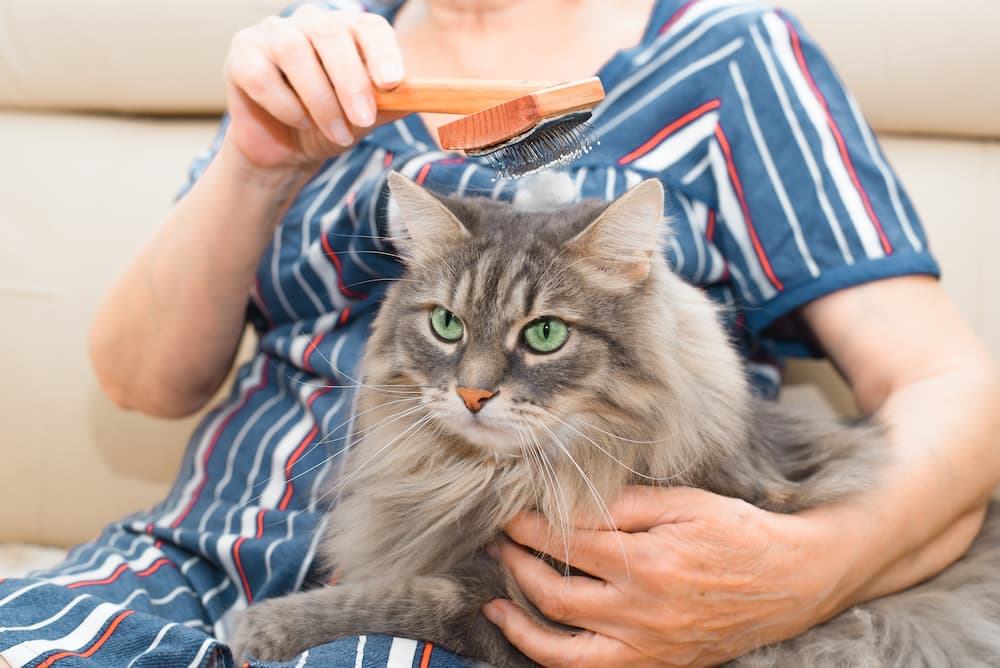 senior-woman-combing-a-fur-gray-cat-indoors-elde-2022-01-18-04-45-28-utc
