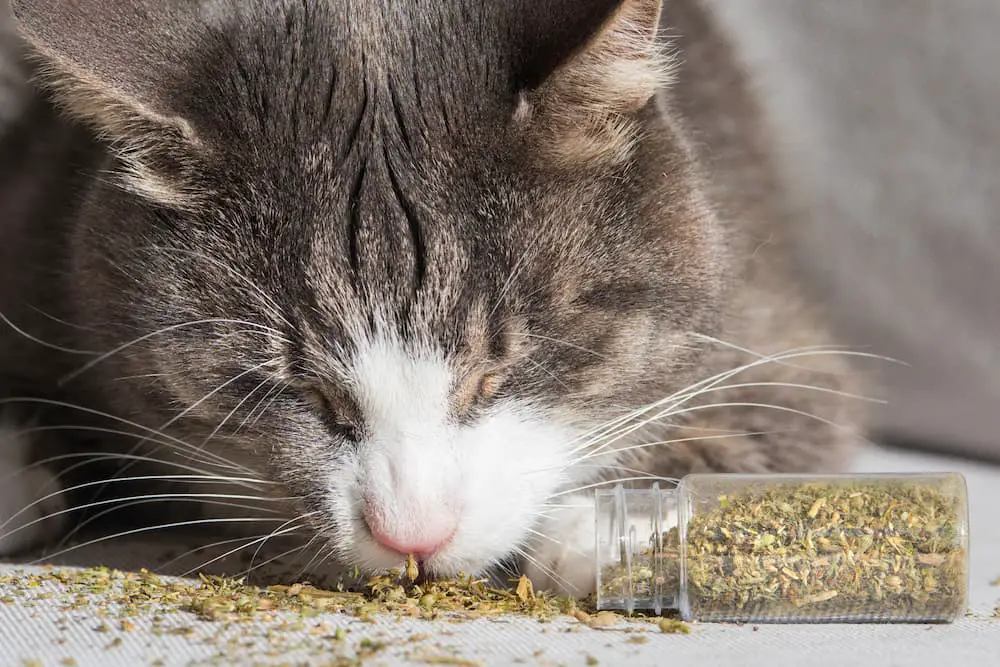 healing power of catnip