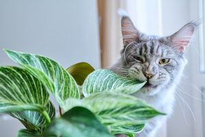 Cat-Proof Your Houseplants: 10 Tips for Keeping Your Cat (and Your Plants) Safe