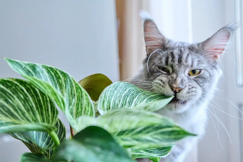 keeping your cat out of your houseplants