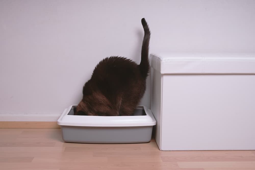 funny-cat-in-kitty-litter-box-2022-11-09-18-54-08-utc-1