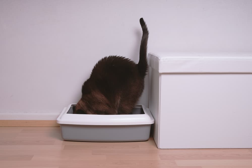 cat in litter box