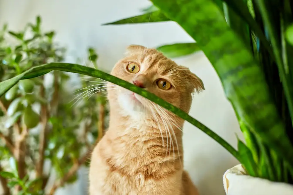 cats and houseplants