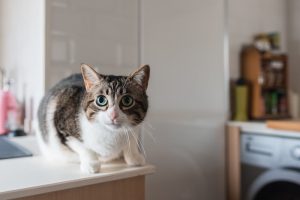 Prepping Yourself and Your Home for a New Cat