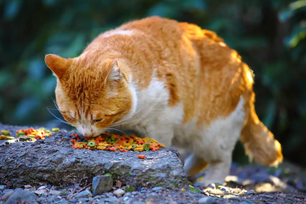 arrested for feeding stray cats