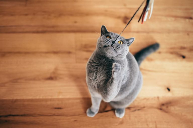 Choosing The Right Toys For Your Cat’s Age and Activity Level