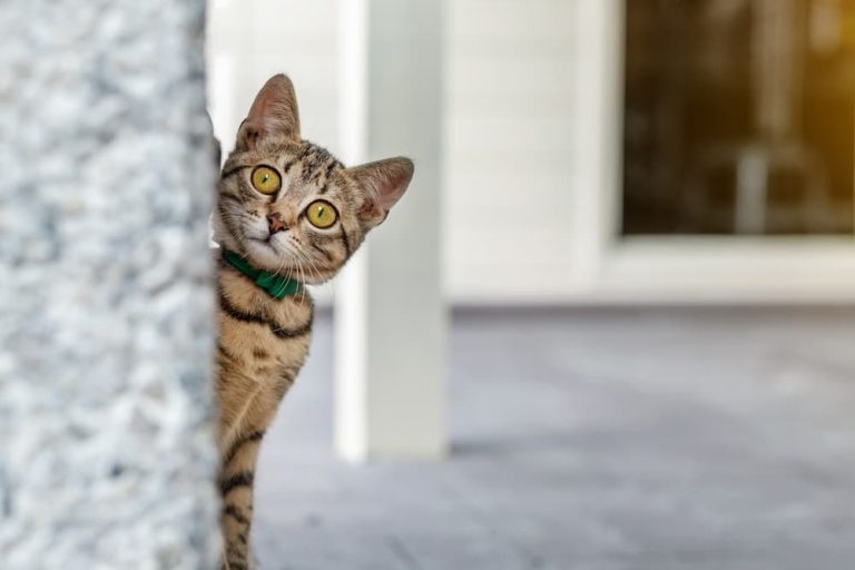 10 Creative Ways to Keep Your Cat Entertained Without Spending Money