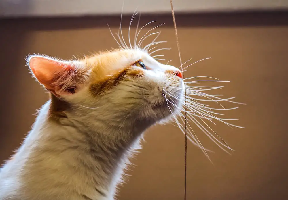 a-portrait-of-a-ginger-white-cat-with-long-whisker-2022-11-16-13-47-23-utc-1