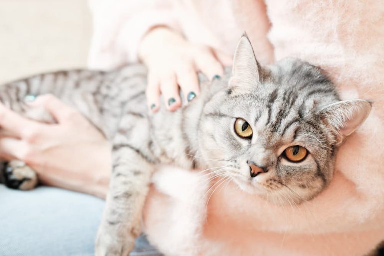 How Owning a Cat Can Improve Your Mental and Physical Health