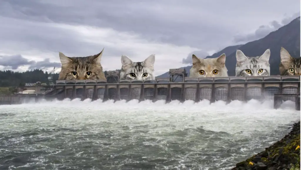 Corps Of Engineers Cat Calendar 2025