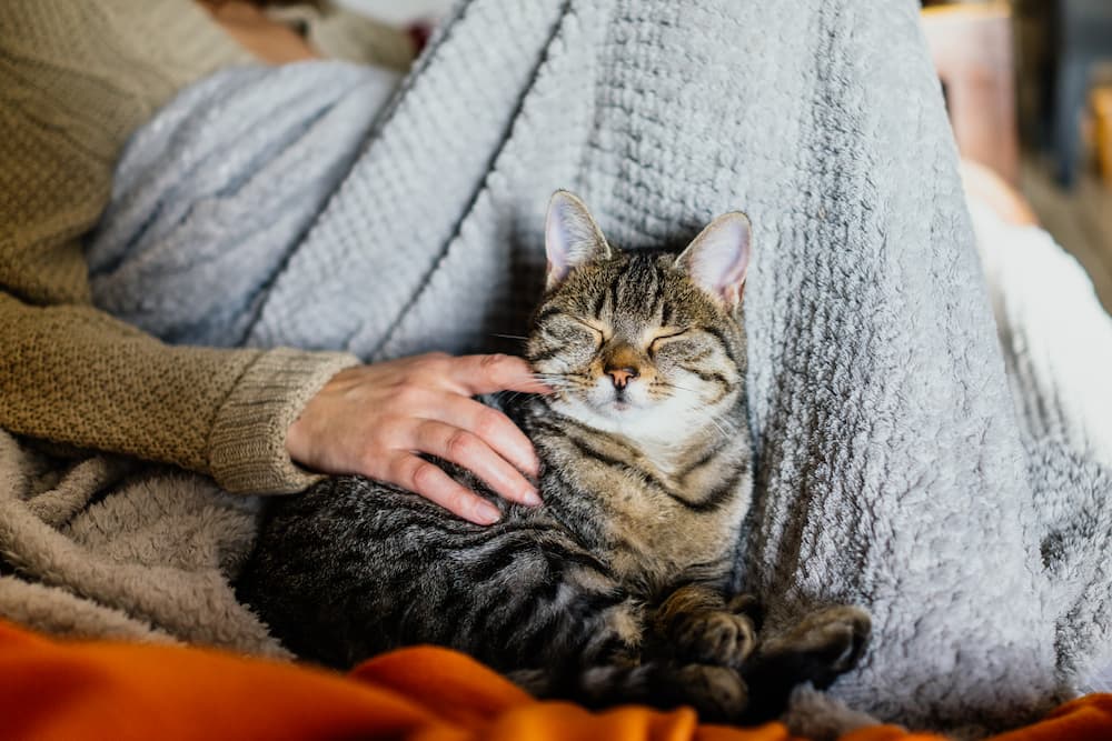 an enriching environment for your cat includes providing them with loving attention
