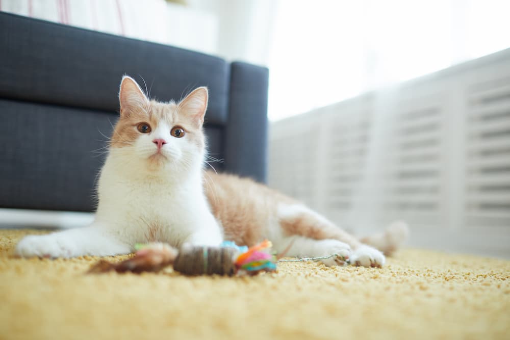 enrichment for cats in the form of toys, cat trees, and loving attention