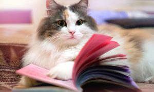 books for cat lovers