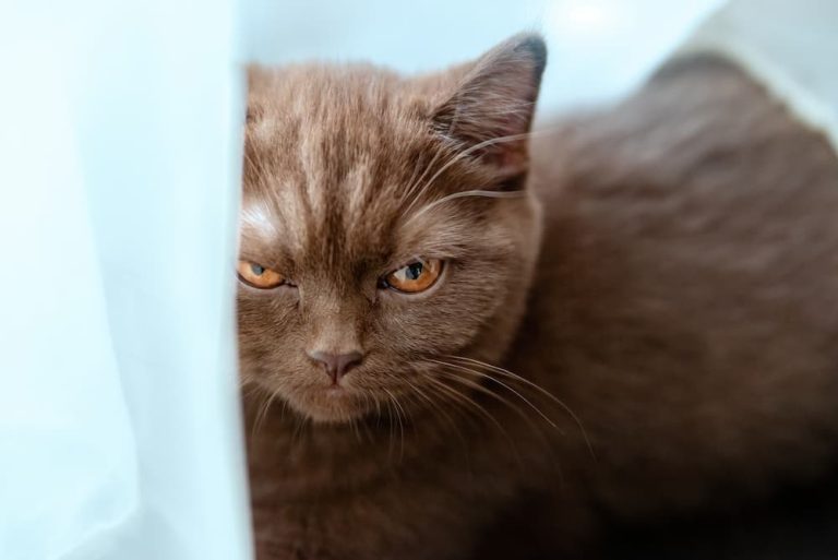 Can Cats Get Jealous? A Closer Look at Feline Feelings