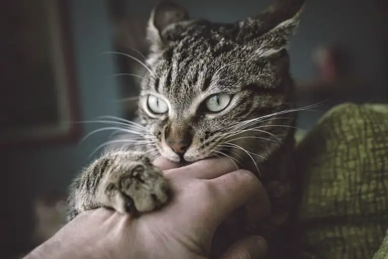 How To Tell When Petting Your Cat Feels Too Intrusive and When It’s Just Right
