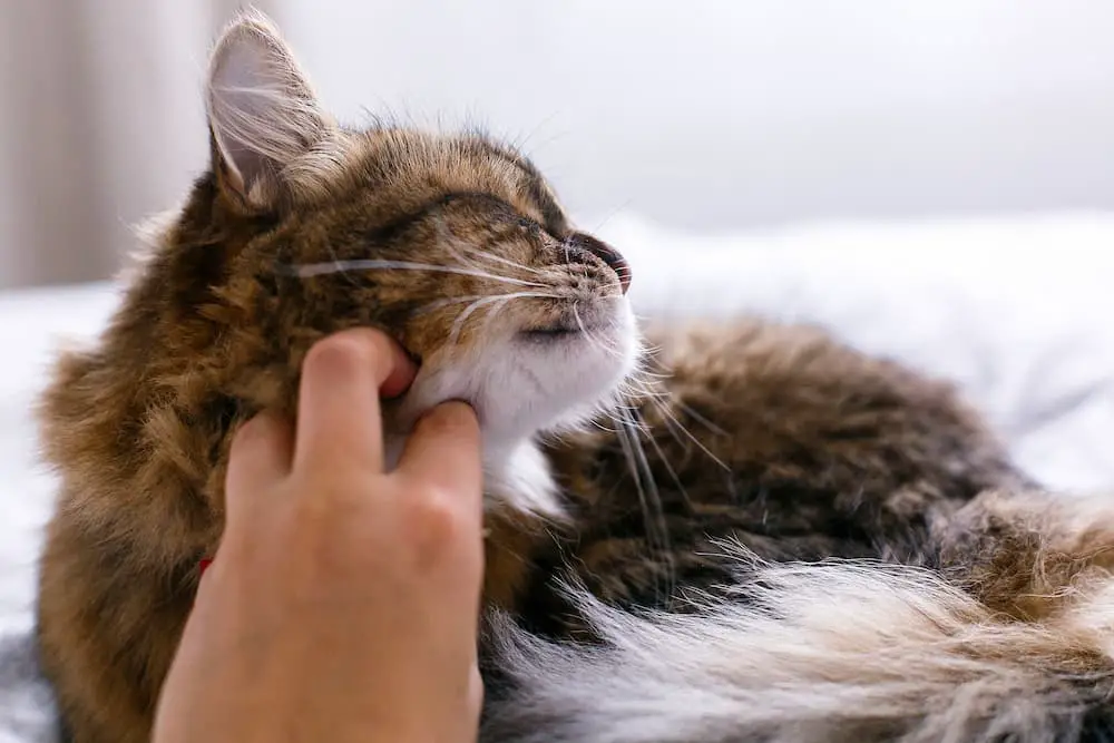 let your cat come to you when they want to be petted