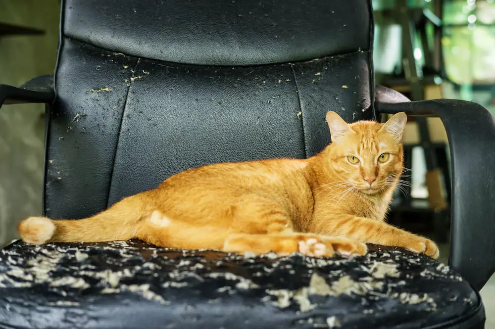 why do cat's scratch? understanding the science behind why cats dig their claws into everything and how to protect your furniture