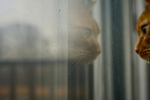 Can Cats Have Separation Anxiety? - The Catington Post