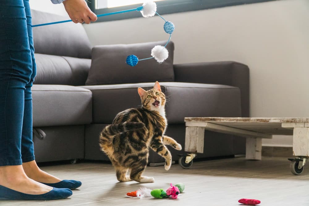 playing with your cat and providing exercise and stimulation before you leave can help prevent separation anxiety in your cat
