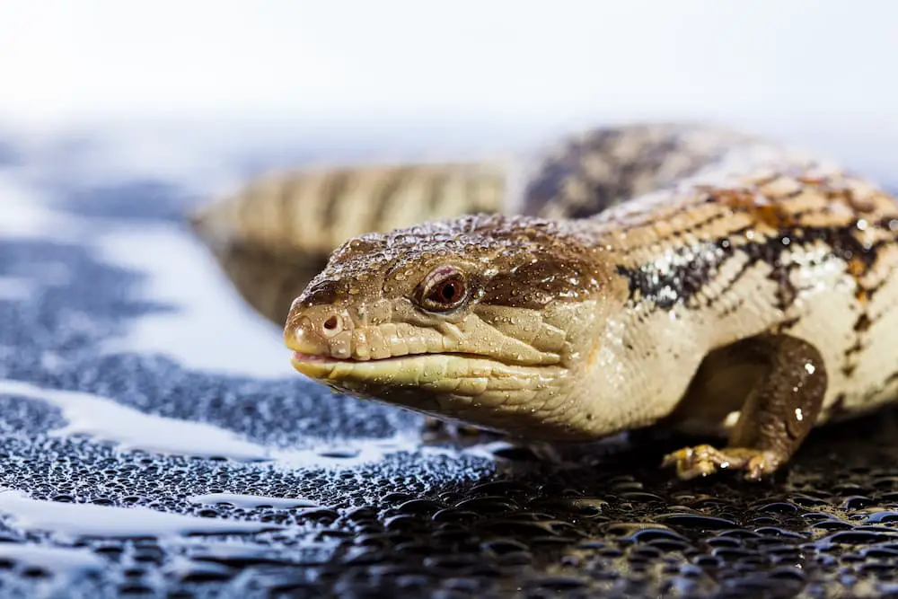 a new zealand cat may have discovered a brand new species of lizard related to the kakerakau skink