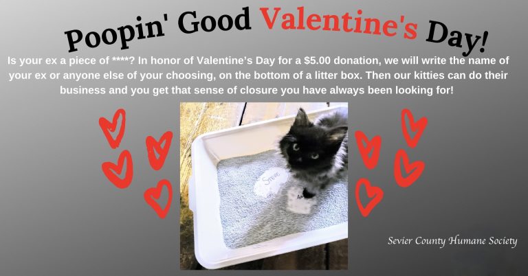 Is Your Ex a Piece of ****? For Just $5, A Shelter Cat Can Poop on Their Name for Valentine’s Day!