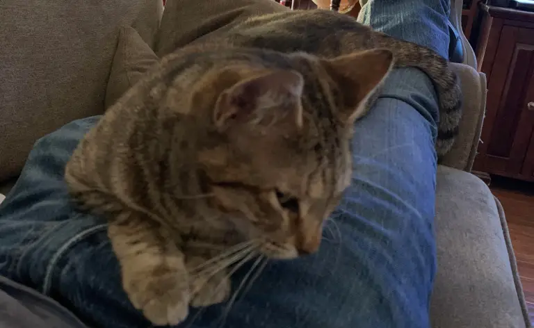 fell asleep and woke up with a cat on my lap but this isn't my cat Ken Bragg mrBragg