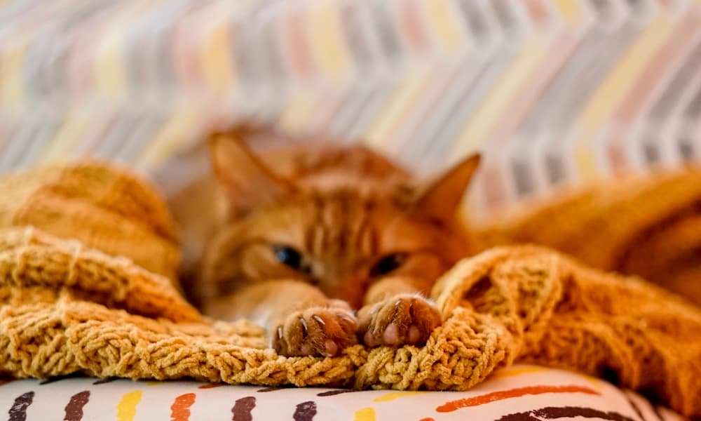 an-orange-tabby-cat-stretching-on-a-yellow-blanket-2022-11-02-03-27-40-utc-1