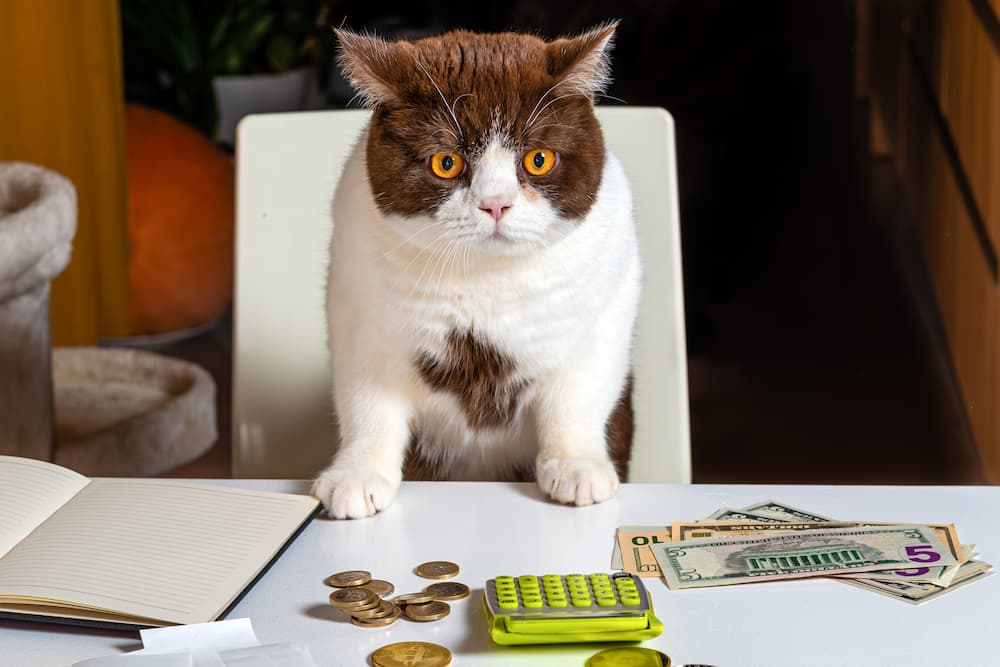cat taxes