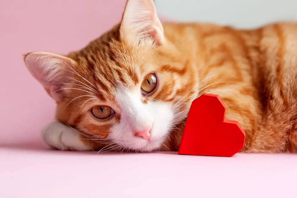 smart ways to show your cat love on valentine's day from clear conscience pet