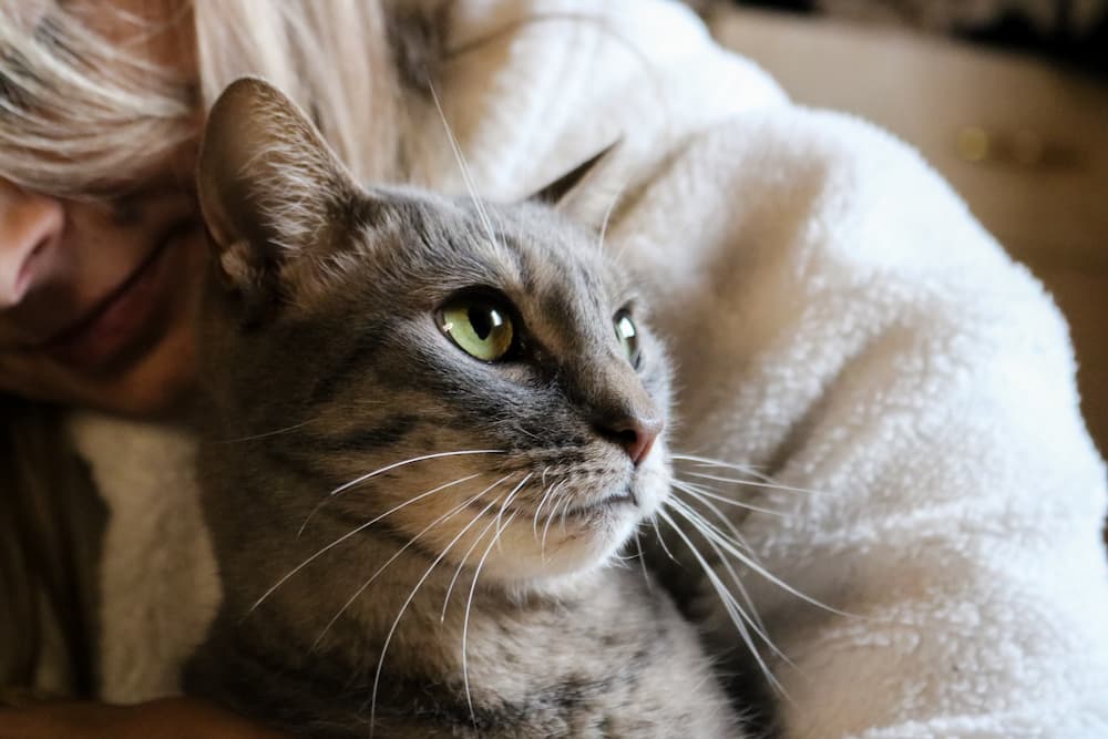 how cats help you cope with grief