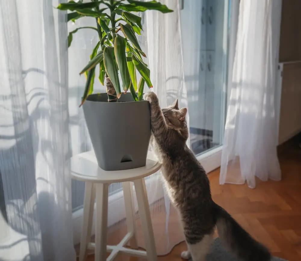 how to stop the cat from destroying houseplants