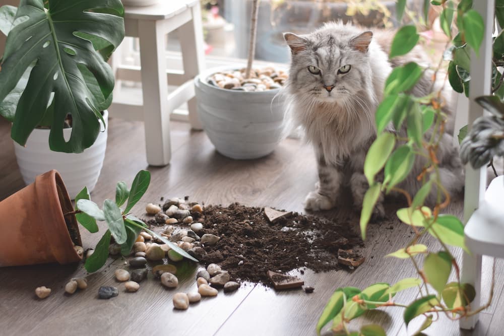 how to keep your cat out of your houseplants