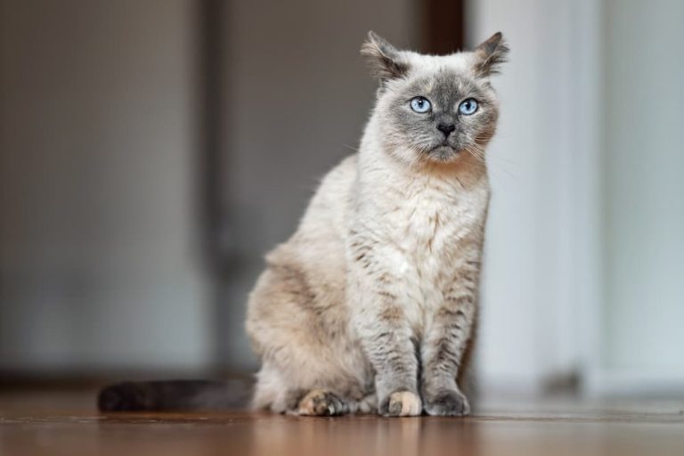 How to Make Your Cat’s Senior Years the Best They Can Be