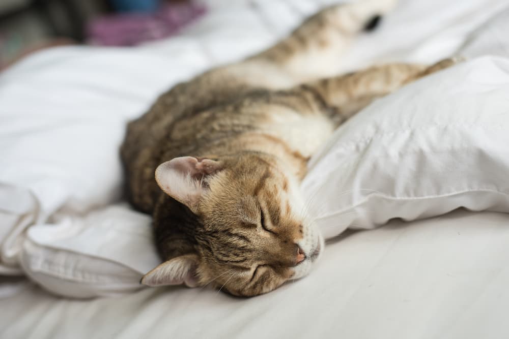 senior cats may sleep more often than they did when they were younger