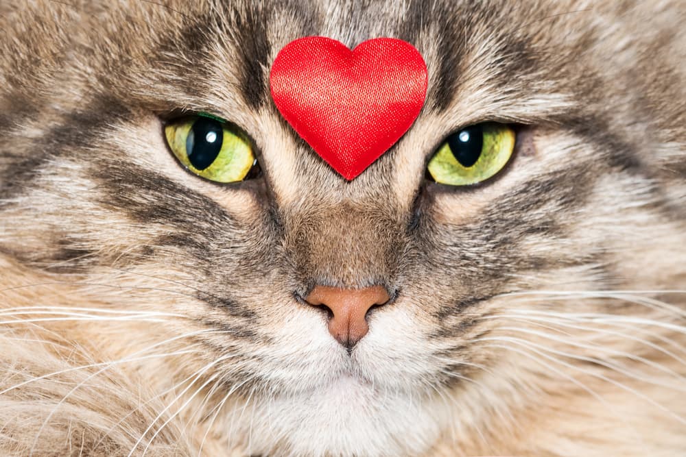 reasons a cat is a better valentine than a human partner