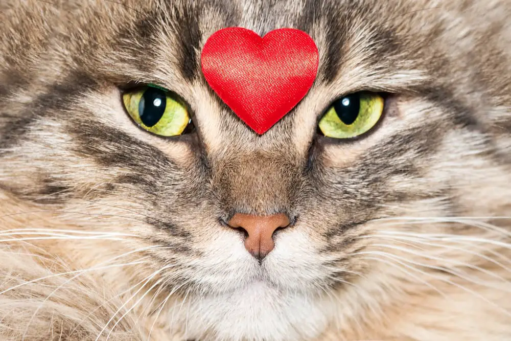 Five Ways Cats Make Better Valentines Than Human Partners - The ...