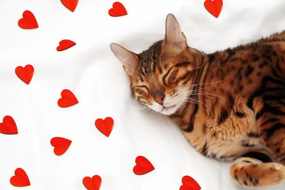 Seven Smart Ways to Love Your Cat on Valentine’s Day