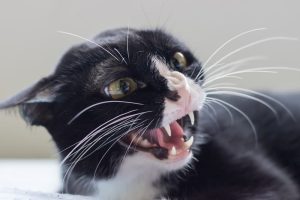 Why Cats Hiss: 5 Reasons For Your Cat’s Behavior