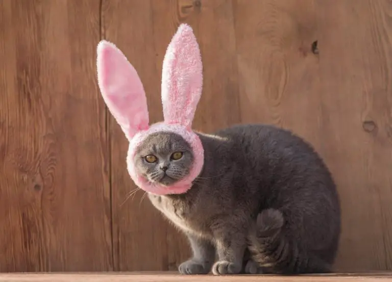 4 Cat-Safe Alternatives to Traditional Easter Treats