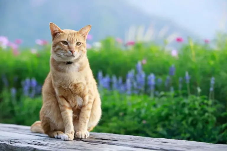 A Cat Parent’s Guide to Spring Cleaning