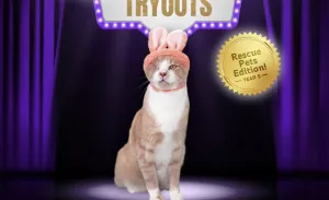 cadbury bunny crash the cat