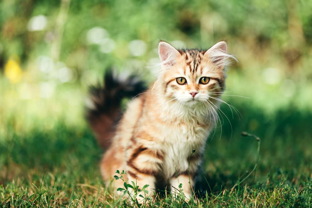 a-kitten-siberian-cat-portrait-in-grass-2022-12-16-11-10-06-utc-1