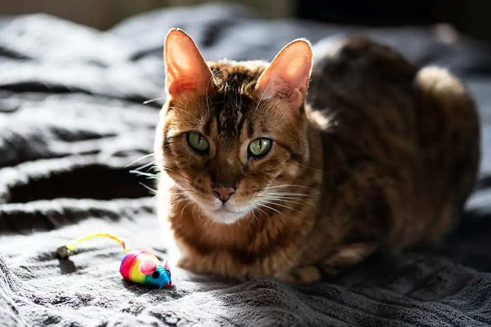 beauty-bengal-cat-with-rainbow-toy-mouse-cute-cat-2021-09-03-13-55-55-utc-1