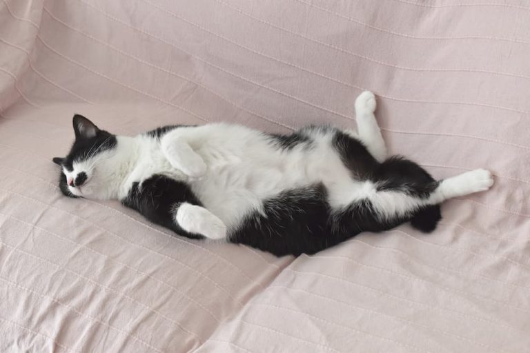 Taking Naps Seriously: Why Do Cats Sleep So Much?