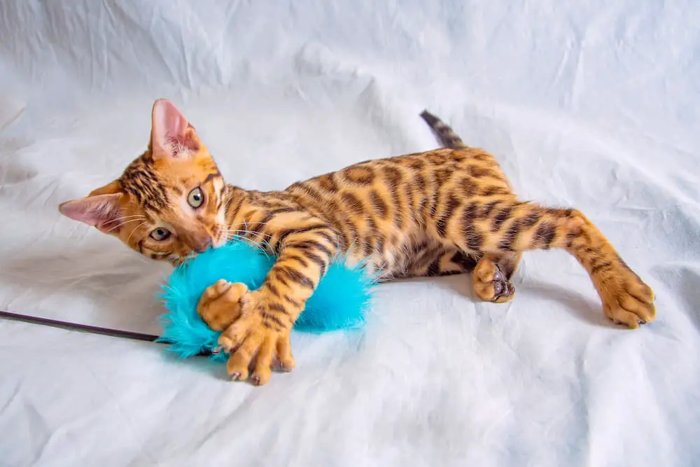 bengal cats don't shed very much