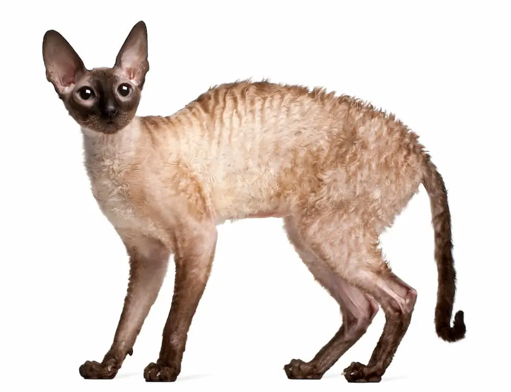 cornish rex cats don't shed very much