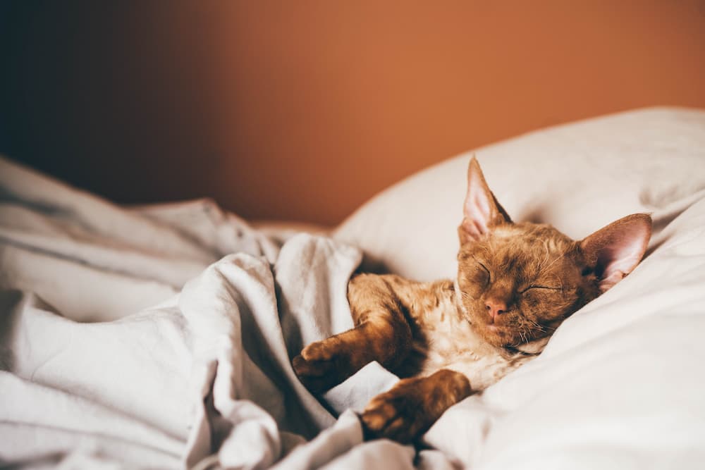 cat asleep in bed