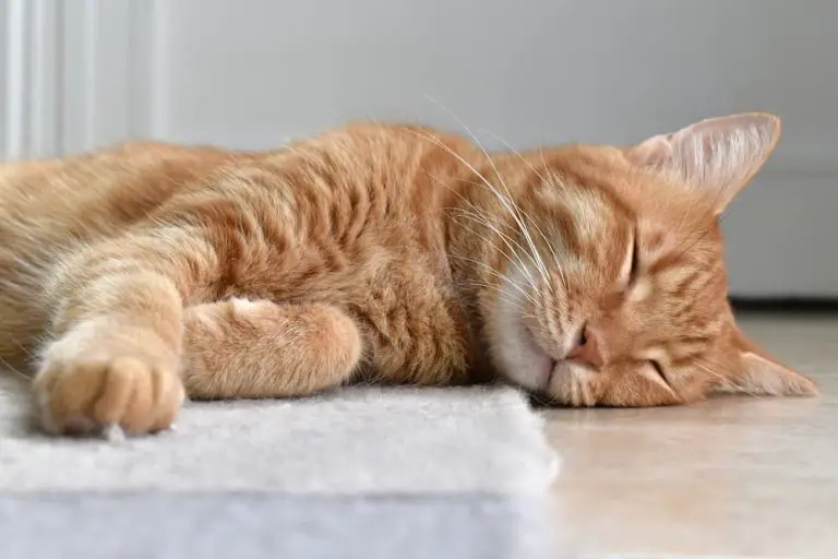 Do Cats Dream?