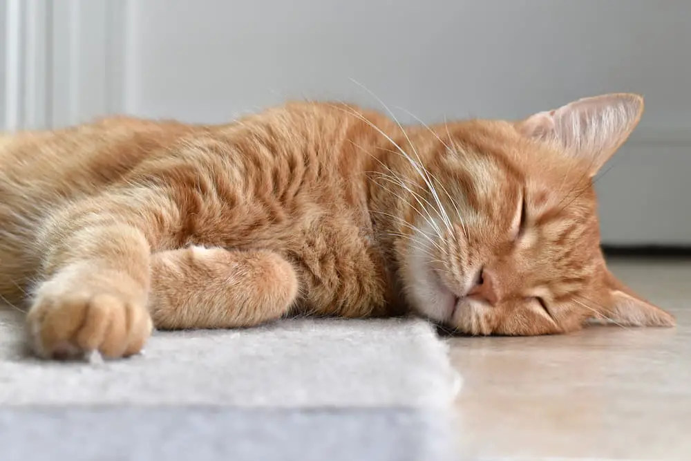 do cats dream? a ginger cat sleeps peacefully