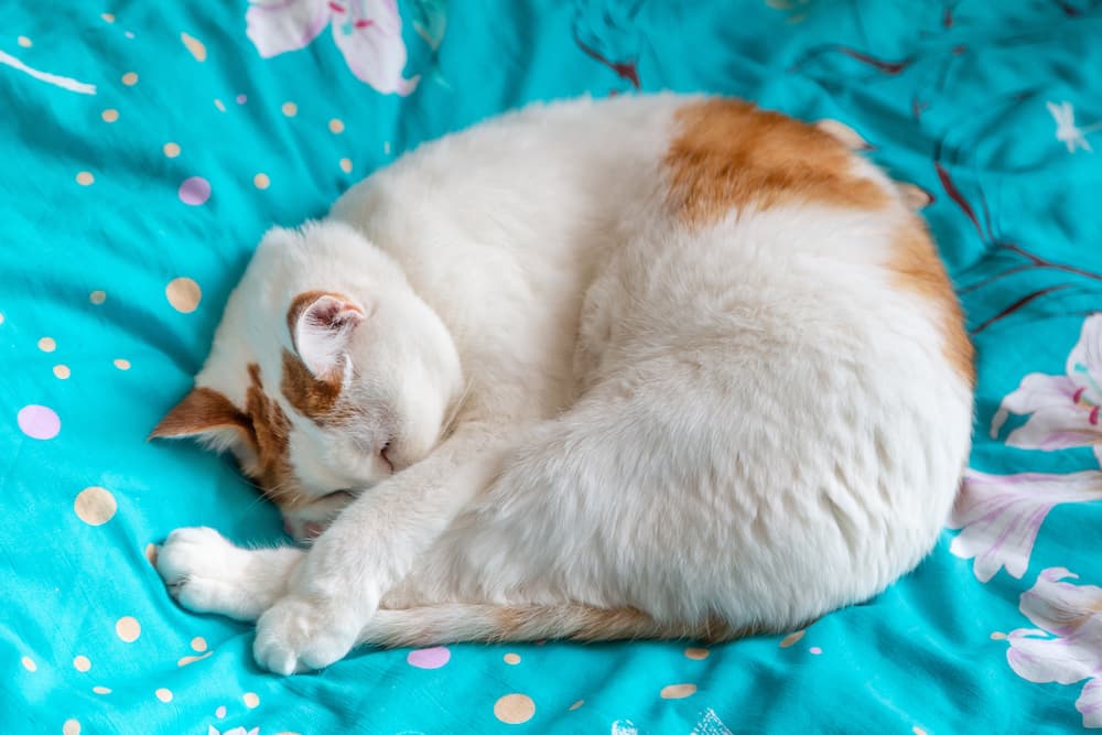 do cats dream? an orange and white cat sleeps curled on the bed